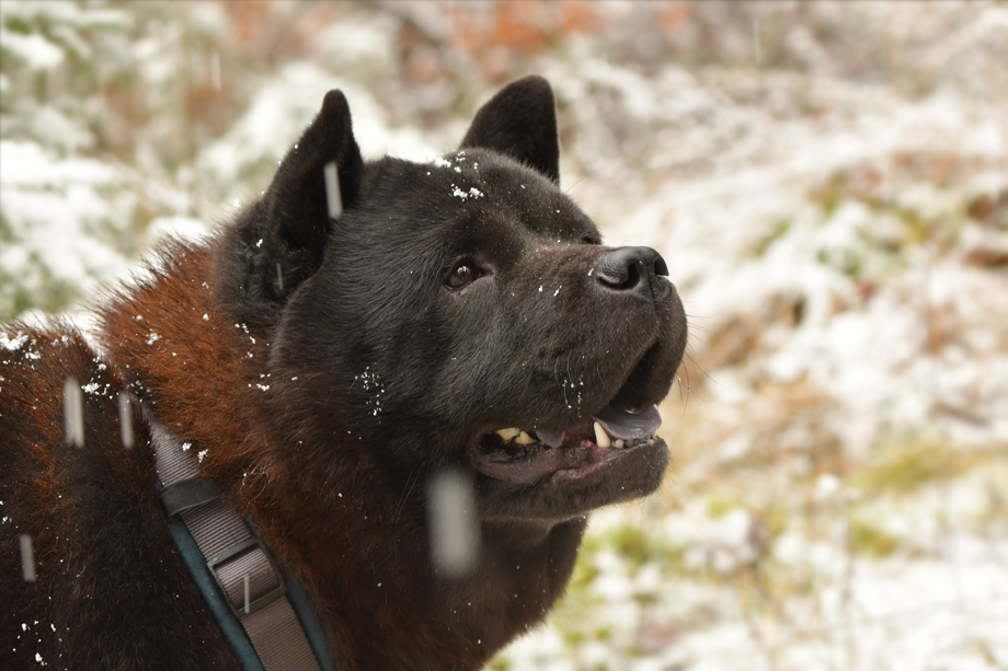 Chow_Chow_DSC_5611