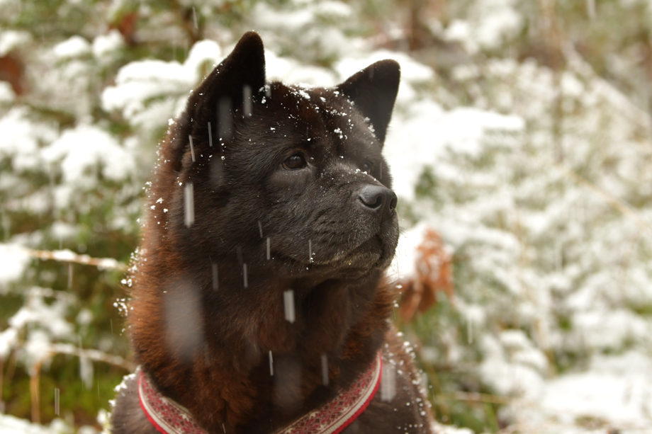 Chow_Chow_DSC_5625
