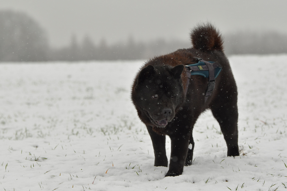 Chow_Chow_DSC_5626