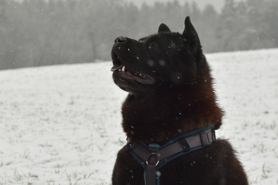 Chow_Chow_DSC_5640