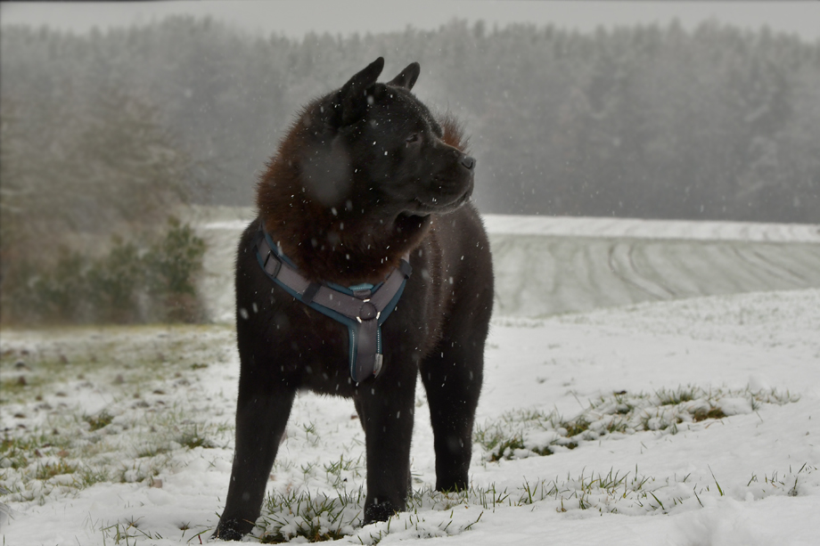 Chow_Chow_DSC_5651