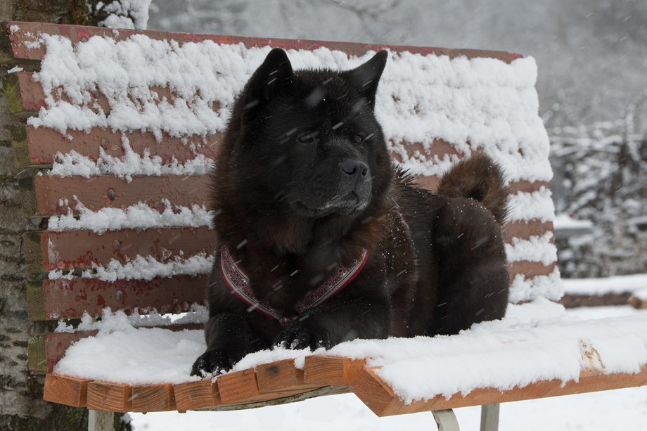 Chow_Chow_DSC_5664
