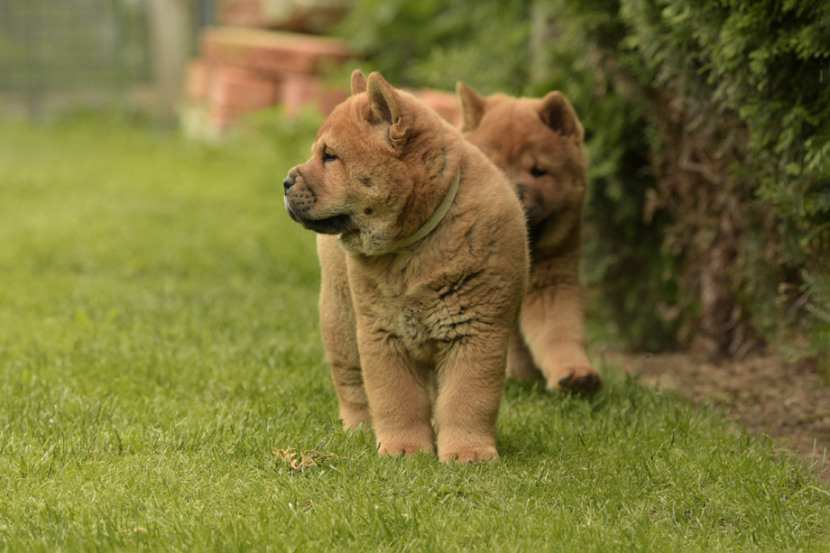Chow_Chow_DSC_4722