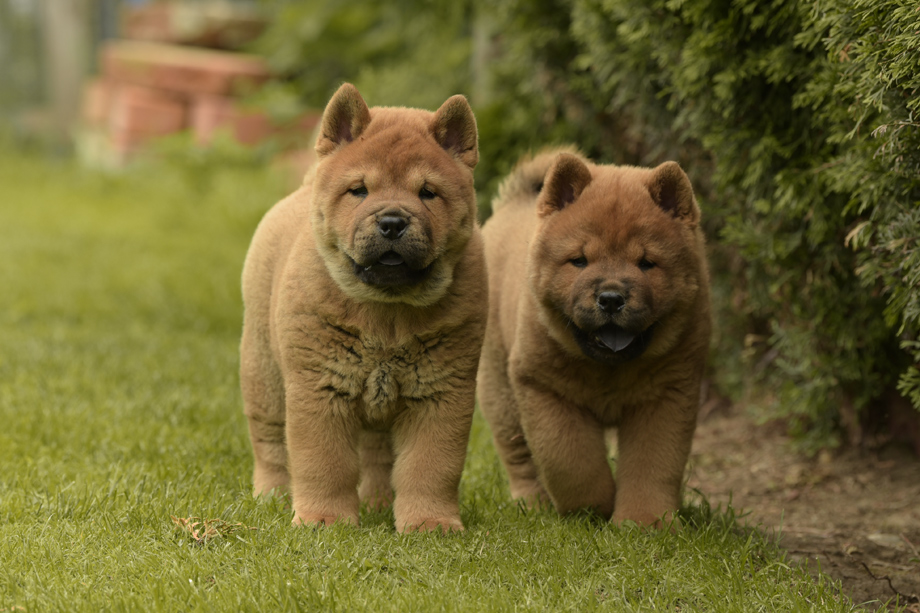 Chow_Chow_DSC_4725