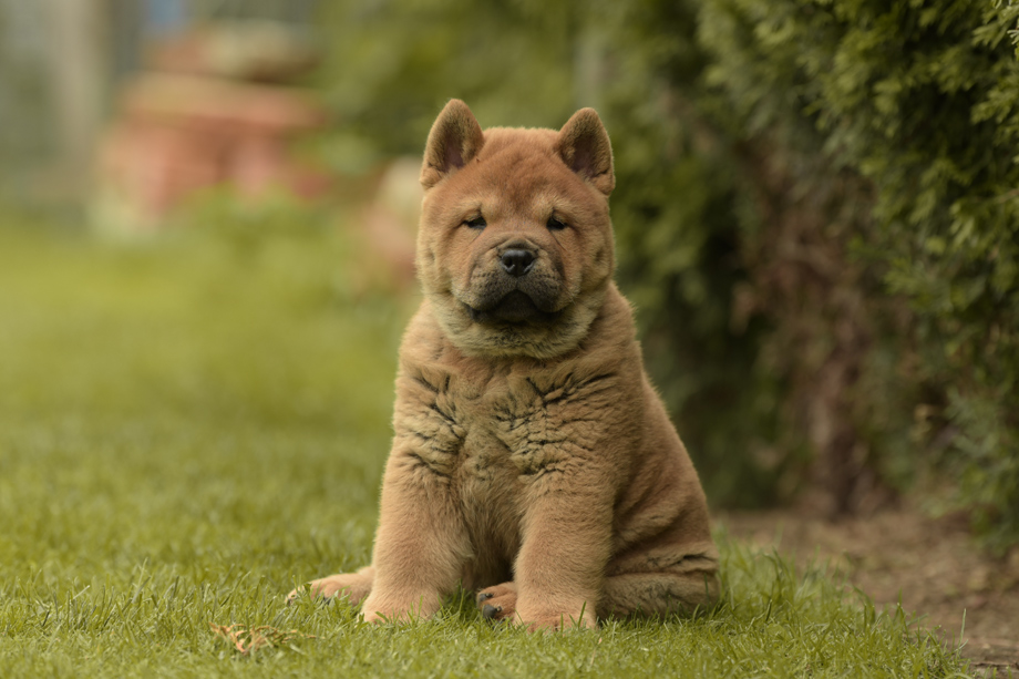 Chow_Chow_DSC_4732