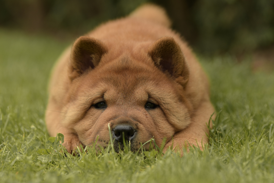Chow_Chow_DSC_4735