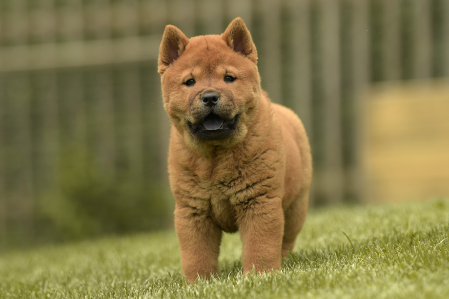 Chow_Chow_DSC_4746