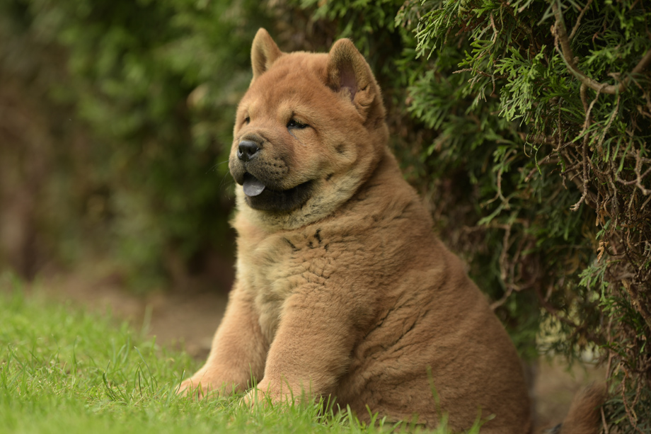 Chow_Chow_DSC_4753
