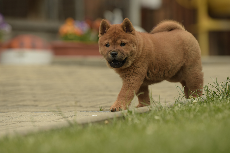 Chow_Chow_DSC_4773