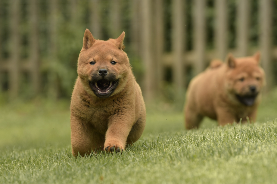 Chow_Chow_DSC_4783