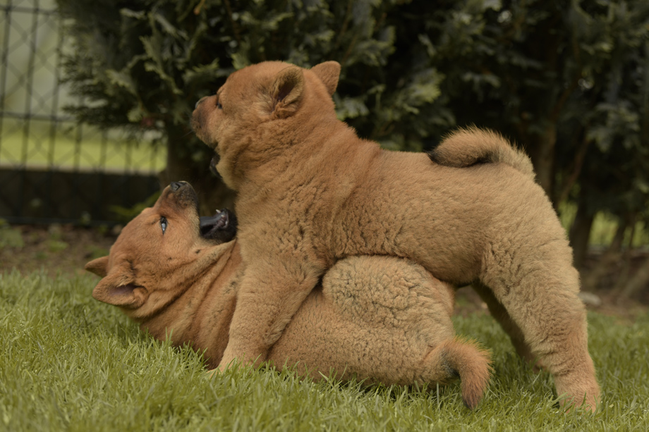 Chow_Chow_DSC_4817