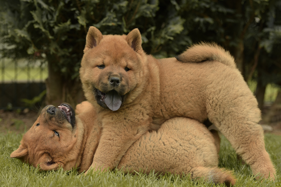 Chow_Chow_DSC_4819