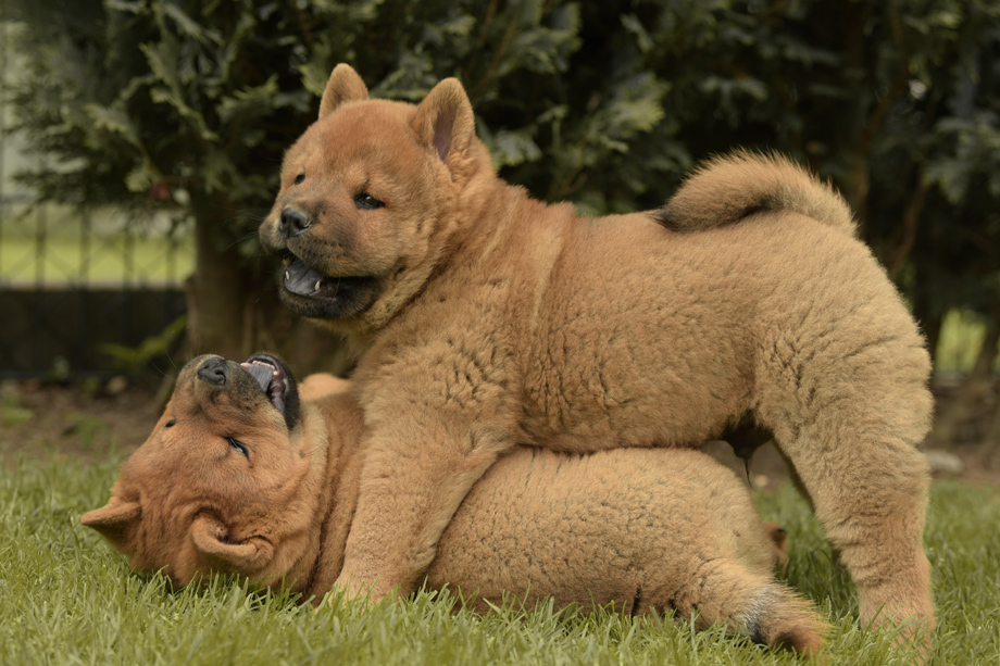 Chow_Chow_DSC_4821
