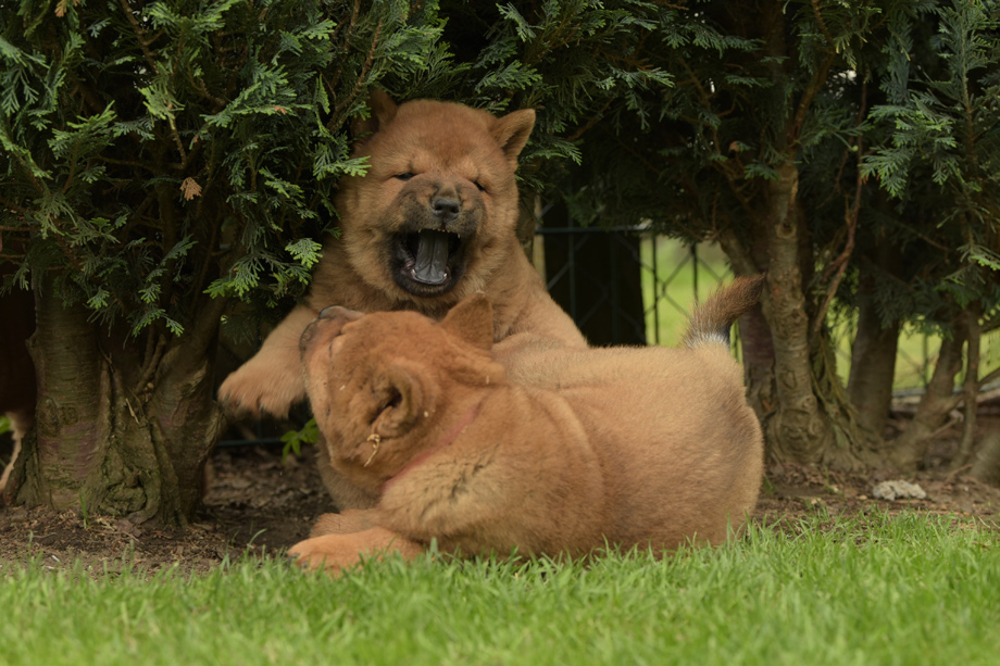 Chow_Chow_DSC_4825