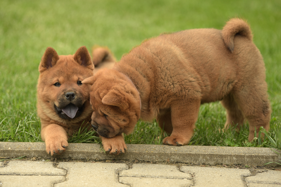 Chow_Chow_DSC_4867