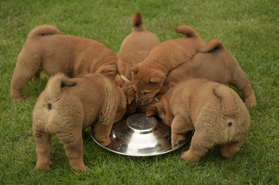 Chow_Chow_DSC_4889