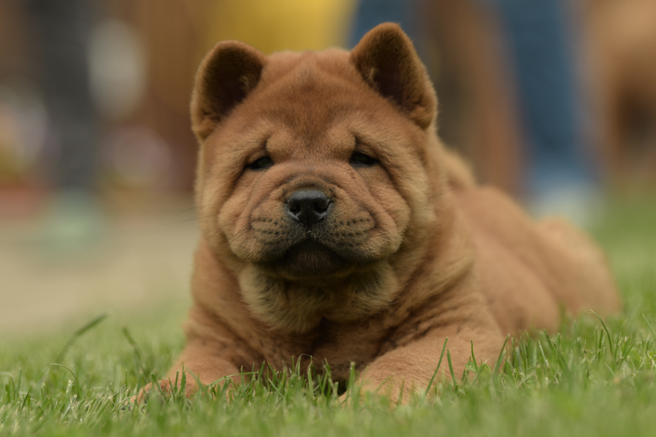 Chow_chow_DSC_4758