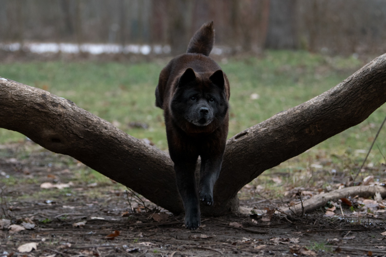 Florence_Reutter_Motsi_Chow_2698