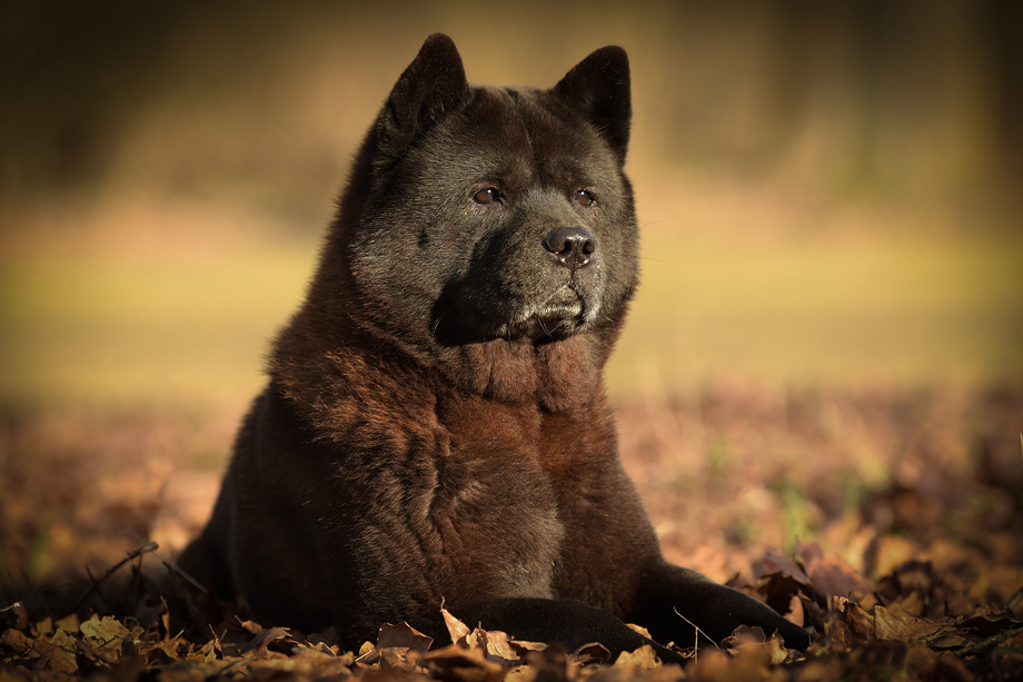 Motsi_van_Juttersburch_DSC_3517