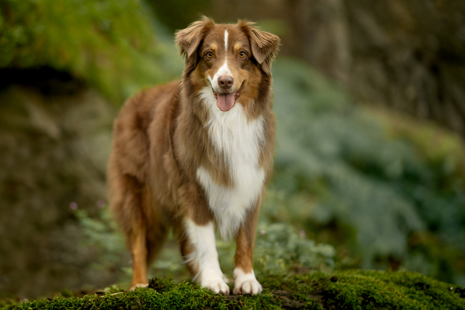 Tanja_Brandt__DSC_5071_brauner-Aussie