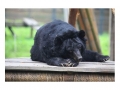 AnimalsAsia_1