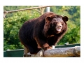 AnimalsAsia_3