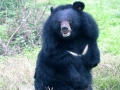 AnimalsAsia_Freedom_2