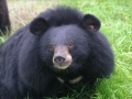 AnimalsAsia_Freedom_3