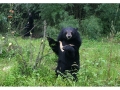AnimalsAsia_Jasper1