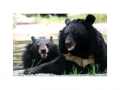 AnimalsAsia_Jasper3