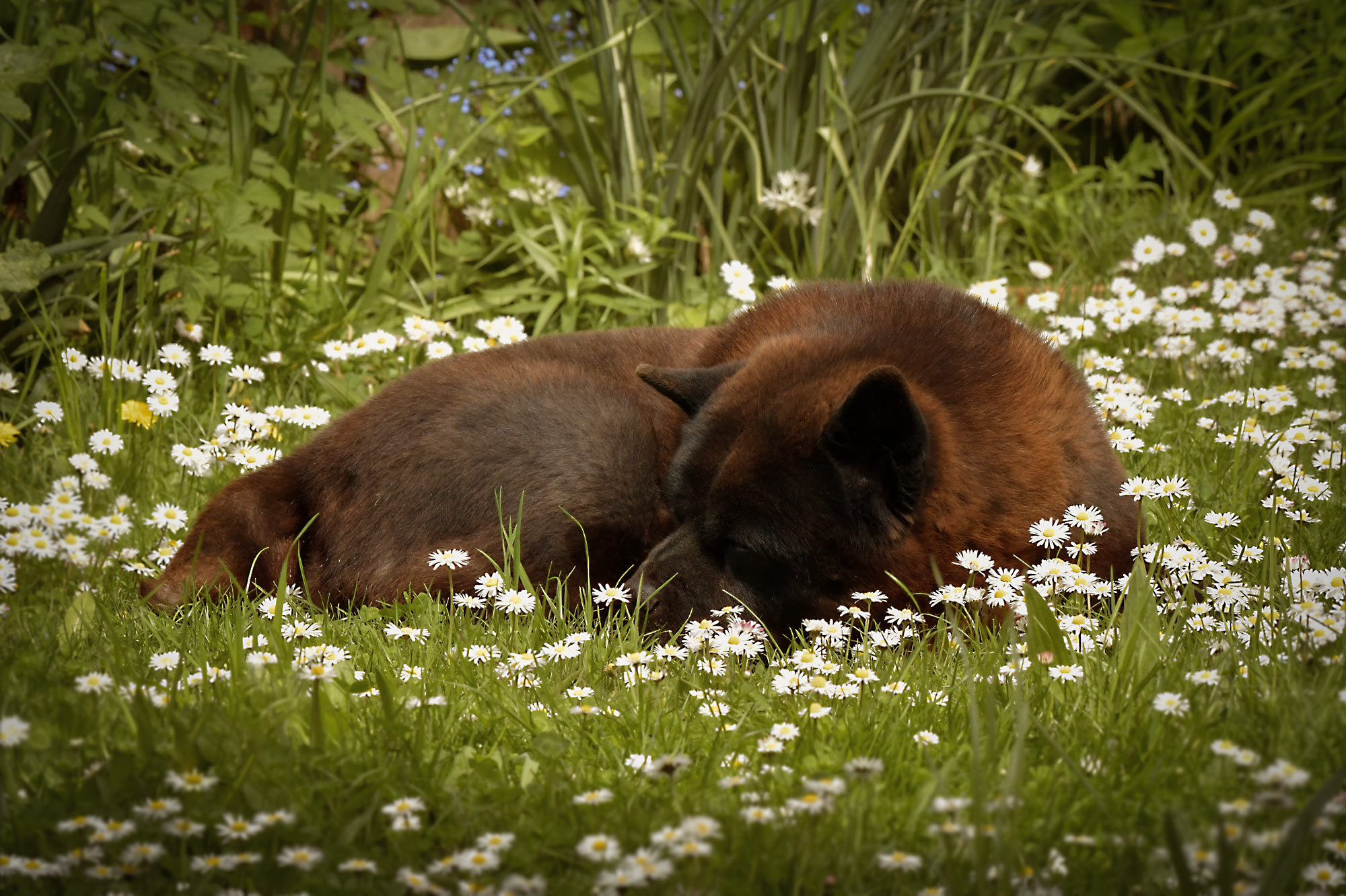 Chow_Chow_Rueckblick_DSC2671