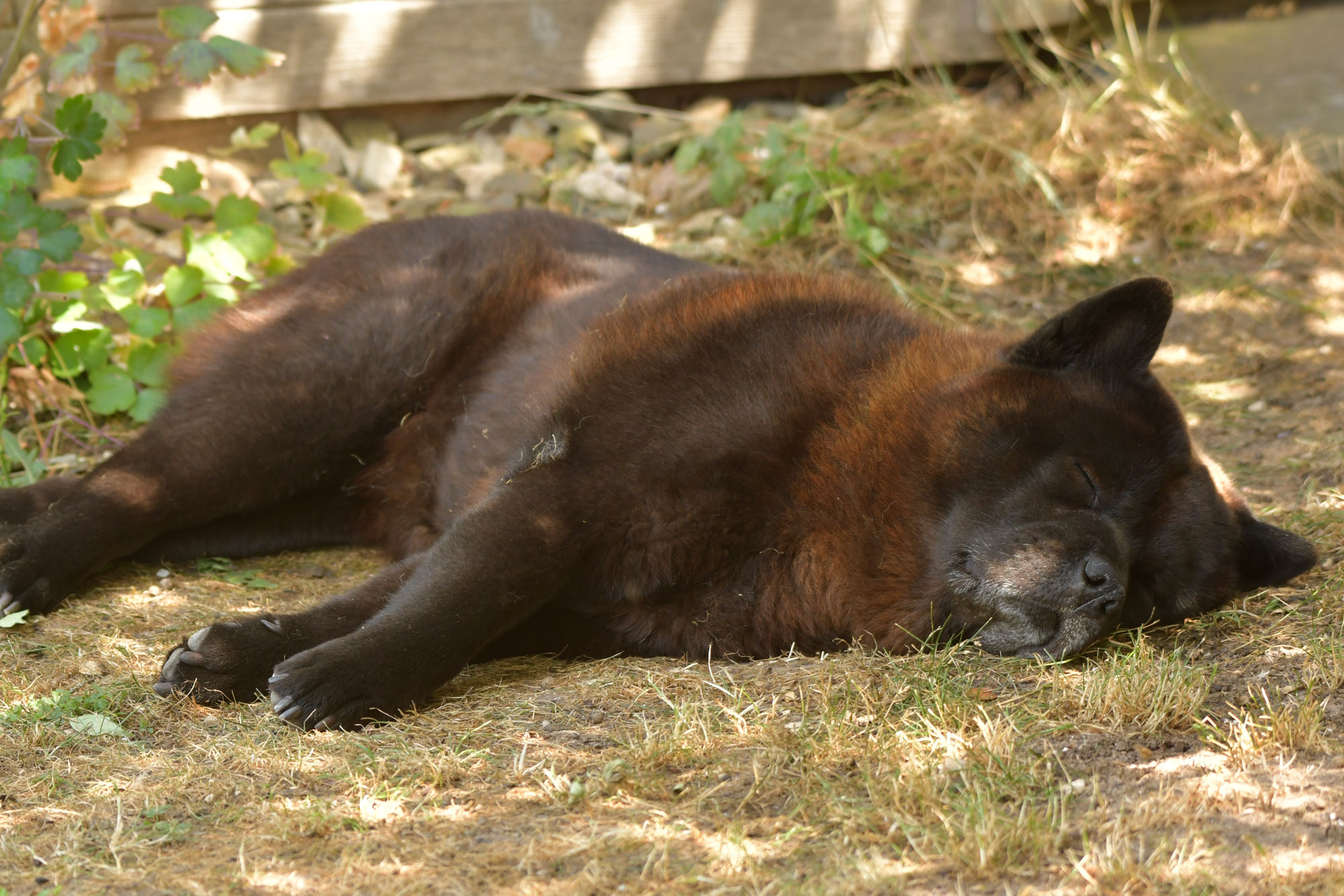 Chow_Chow_Rueckblick_DSC2836