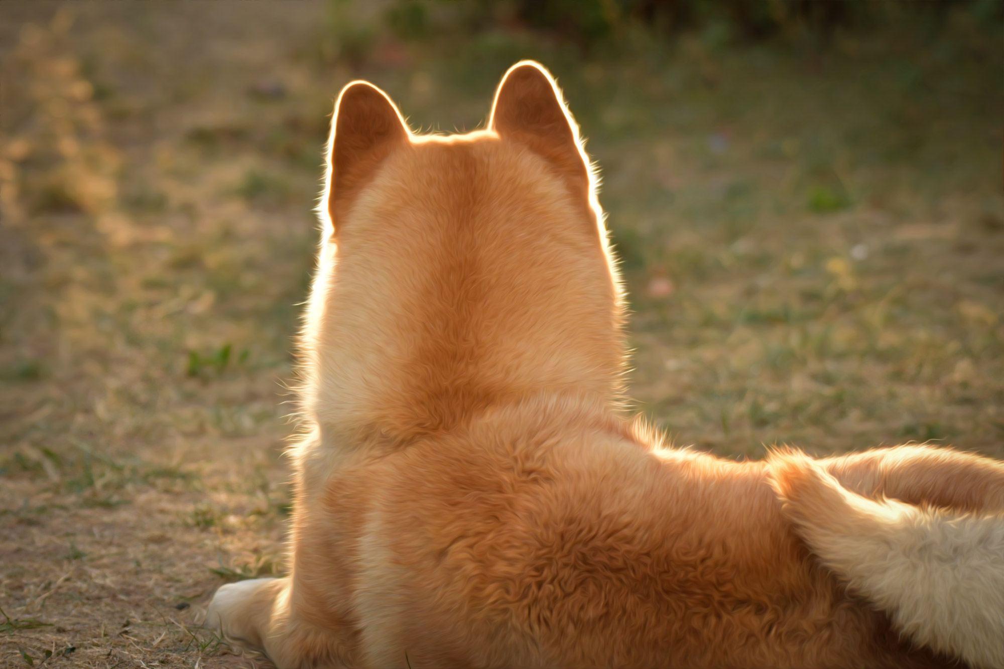 Chow_Chow_Rueckblick_DSC2983