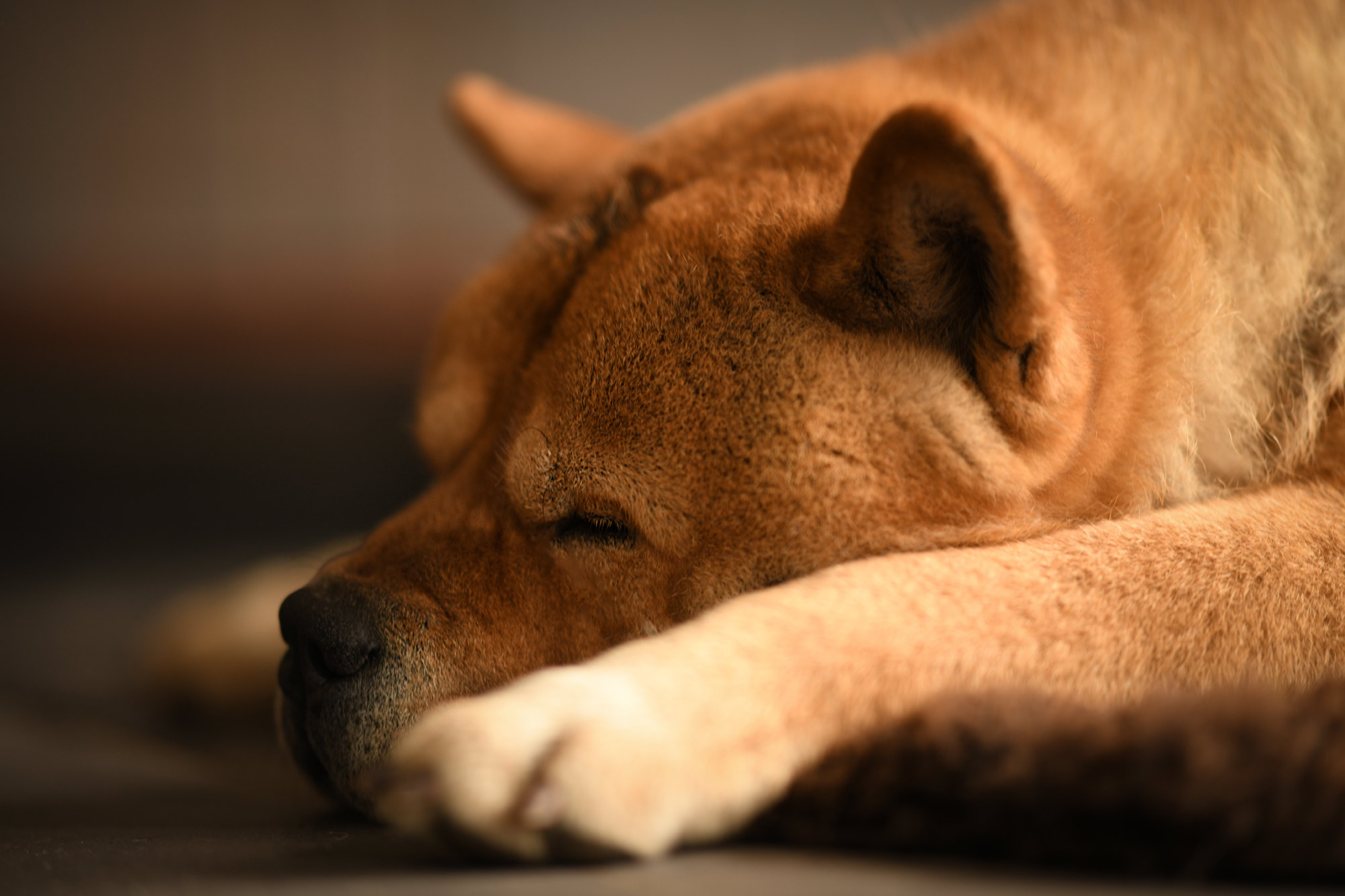 Chow_Chow_Rueckblick_DSC_0009