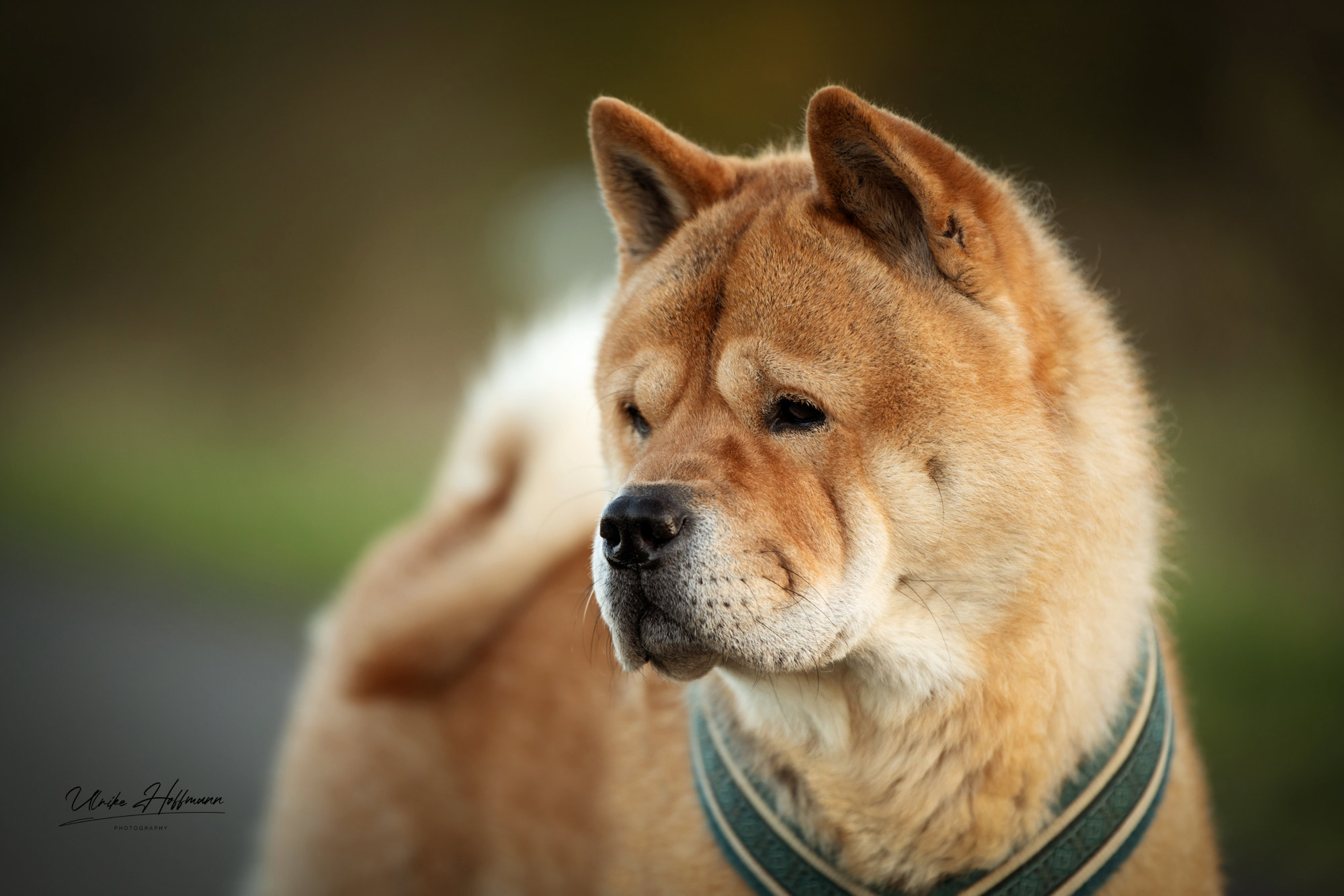 Chow_Chow_Rueckblick_DSC_0029