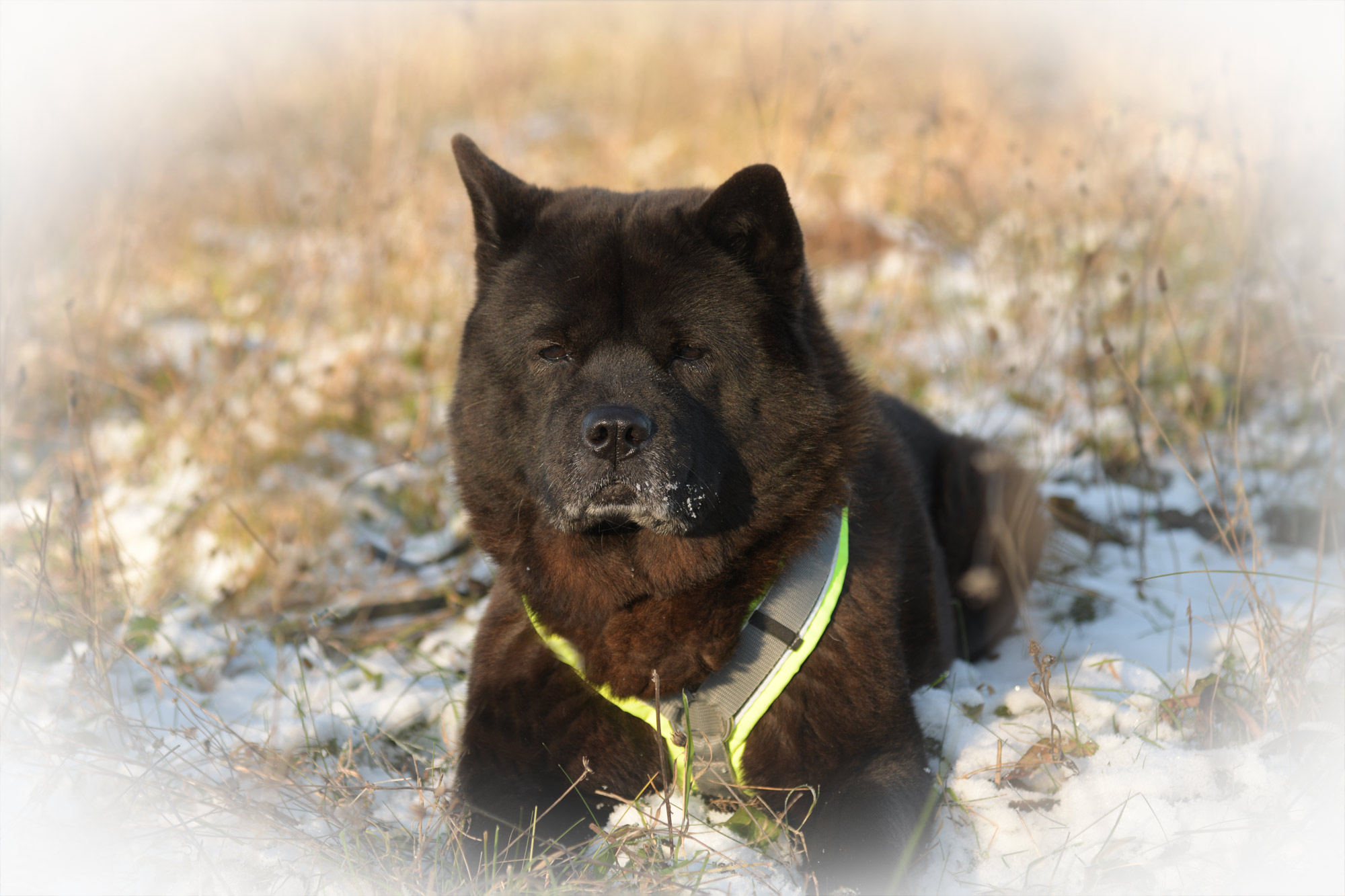 Chow_Chow_Rueckblick_DSC_0523