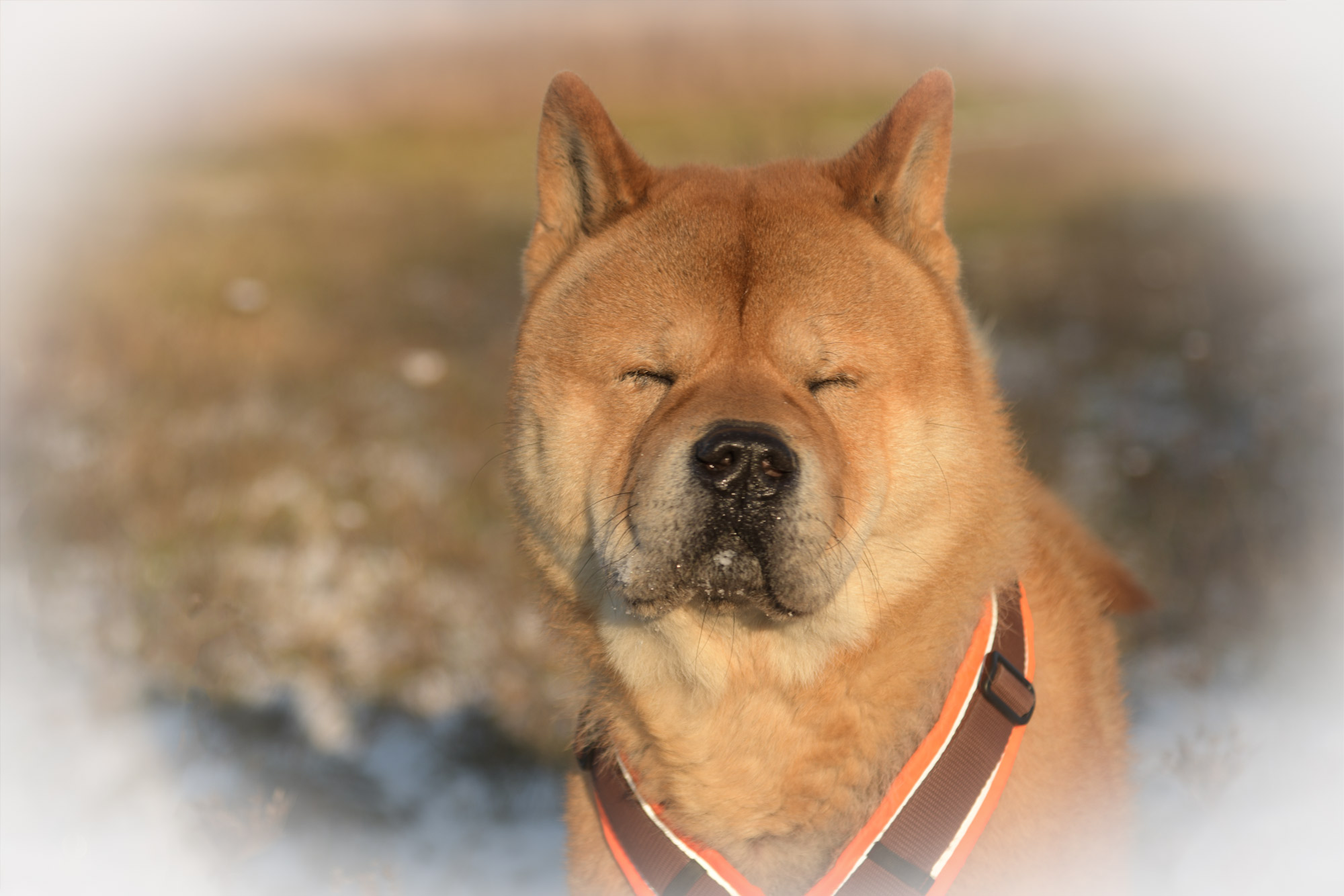 Chow_Chow_Rueckblick_DSC_0530