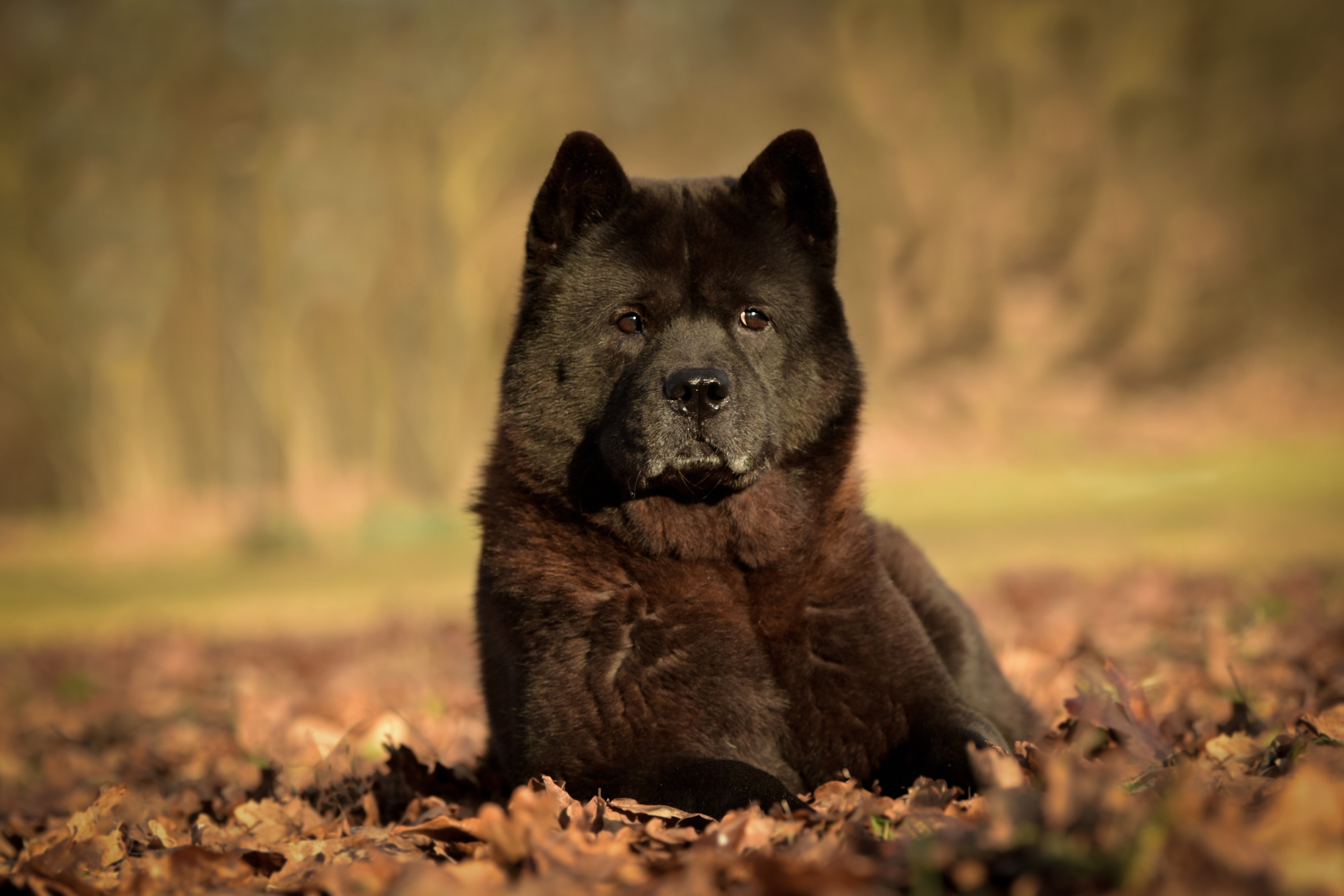 Chow_Chow_Rueckblick_DSC_3511