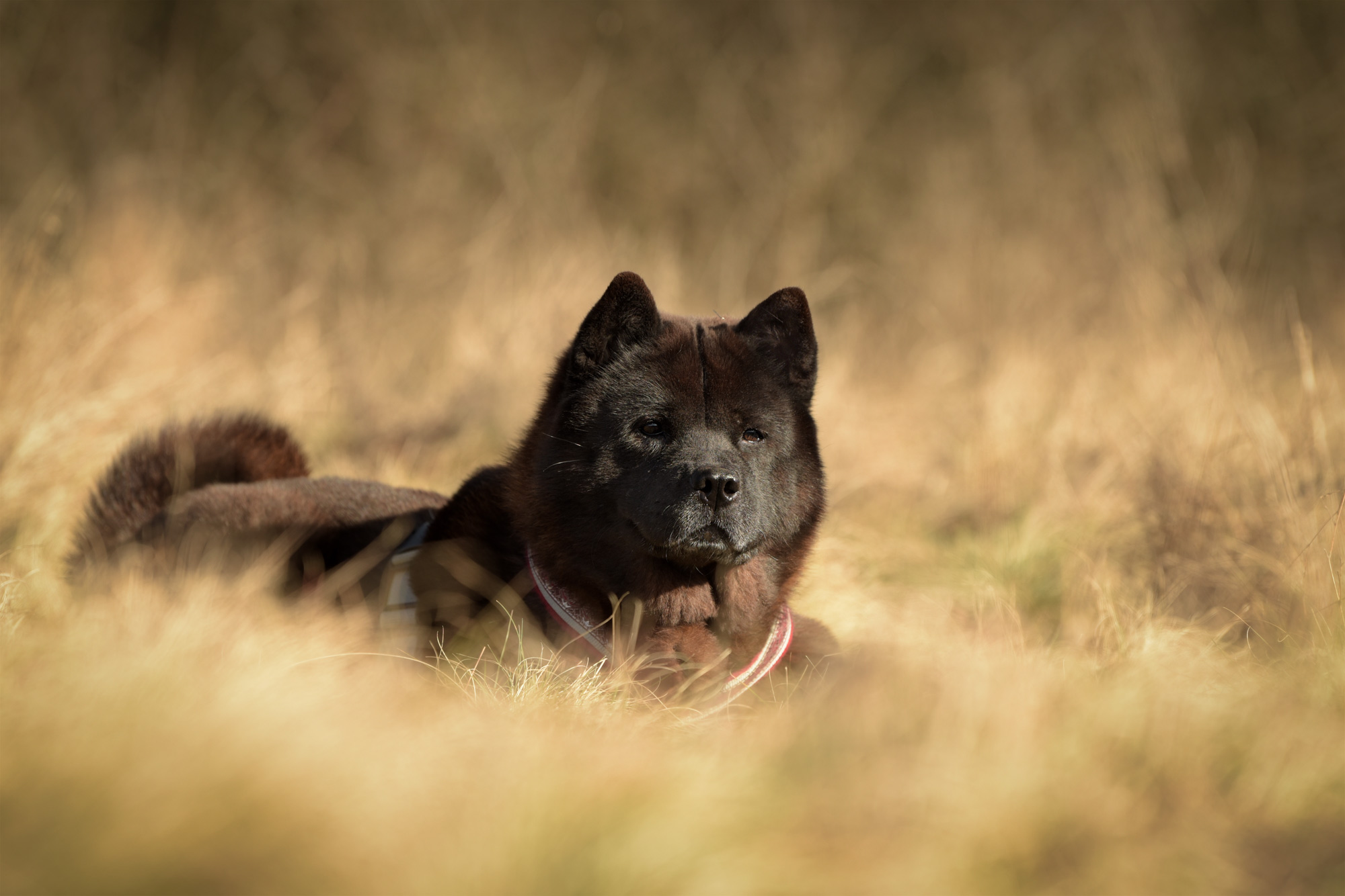 Chow_Chow_Rueckblick_DSC_3822