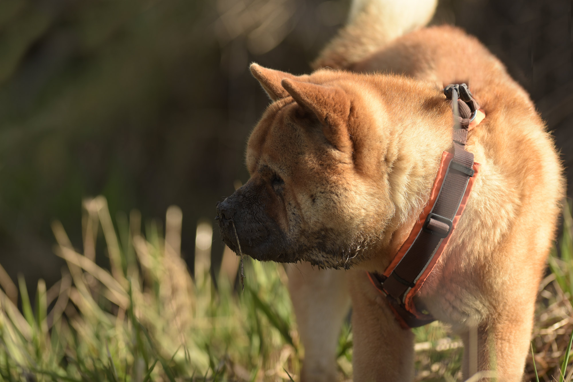 Chow_Chow_Rueckblick_DSC_3941