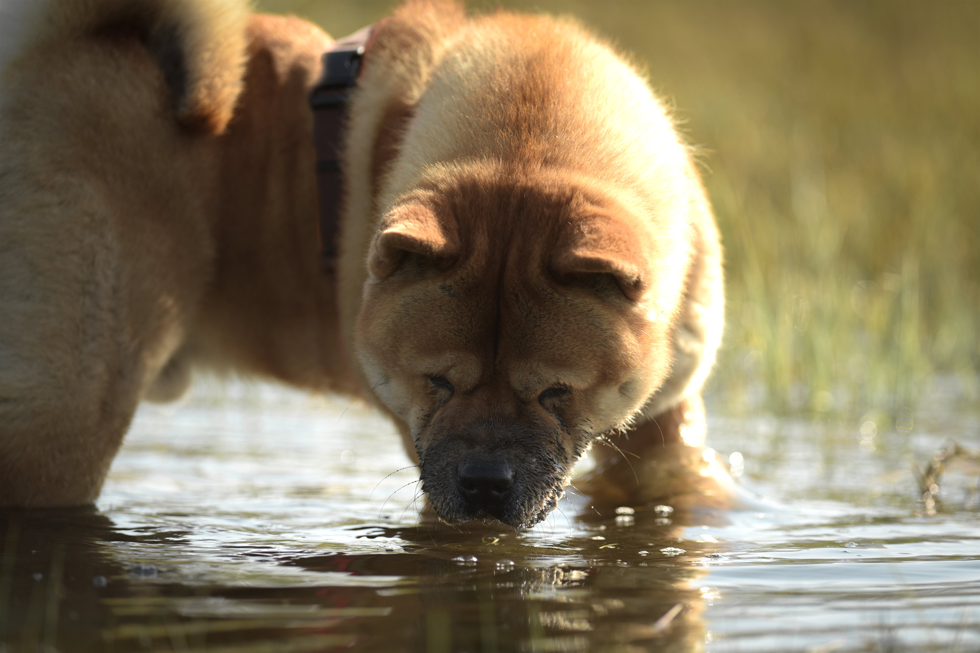 Chow_Chow_Rueckblick_DSC_3977