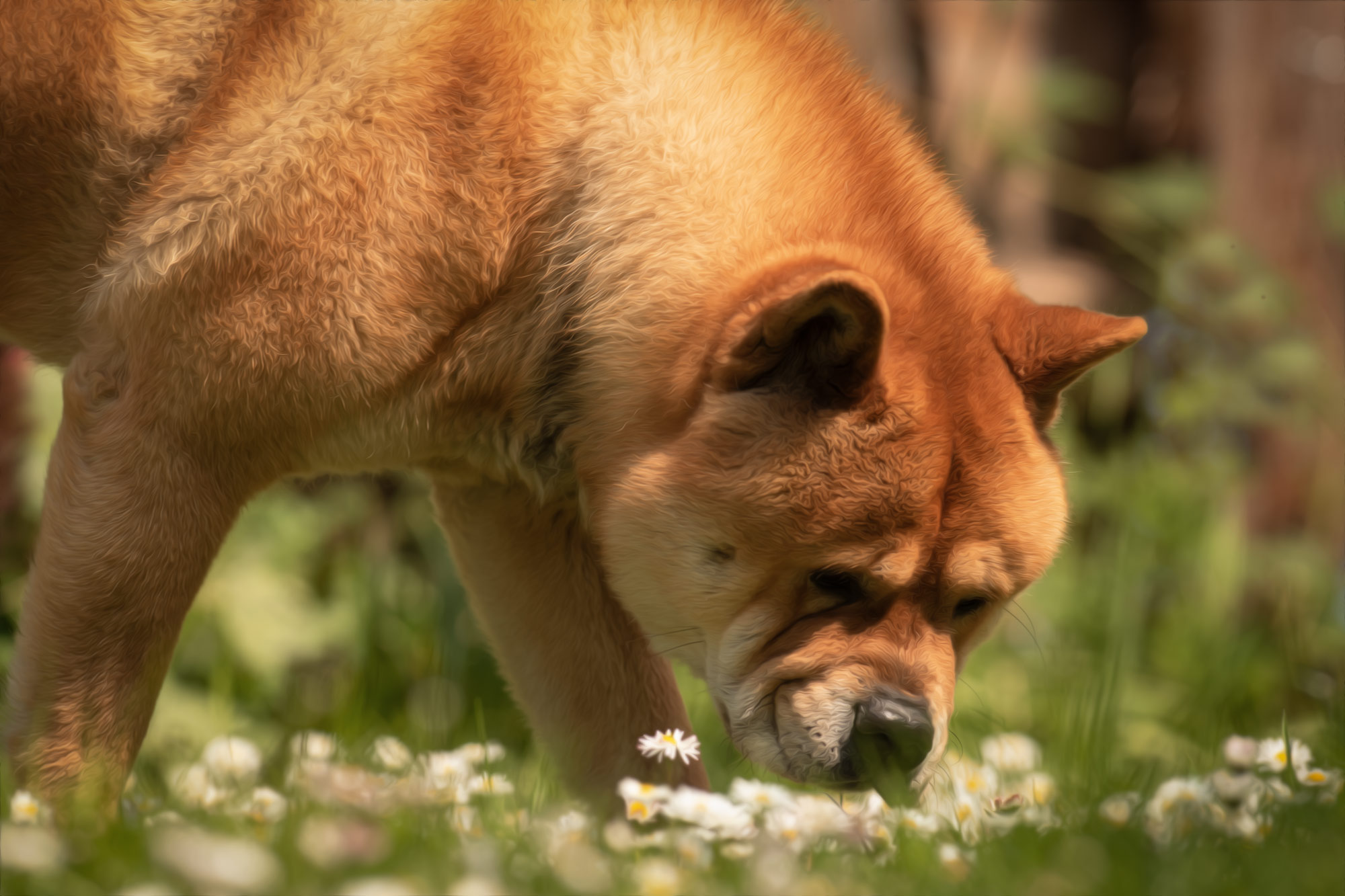 Chow_Chow_Rueckblick_DSC_4293