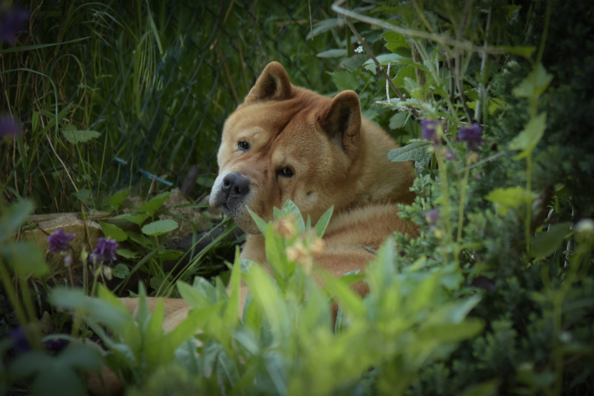 Chow_Chow_Rueckblick_DSC_4567