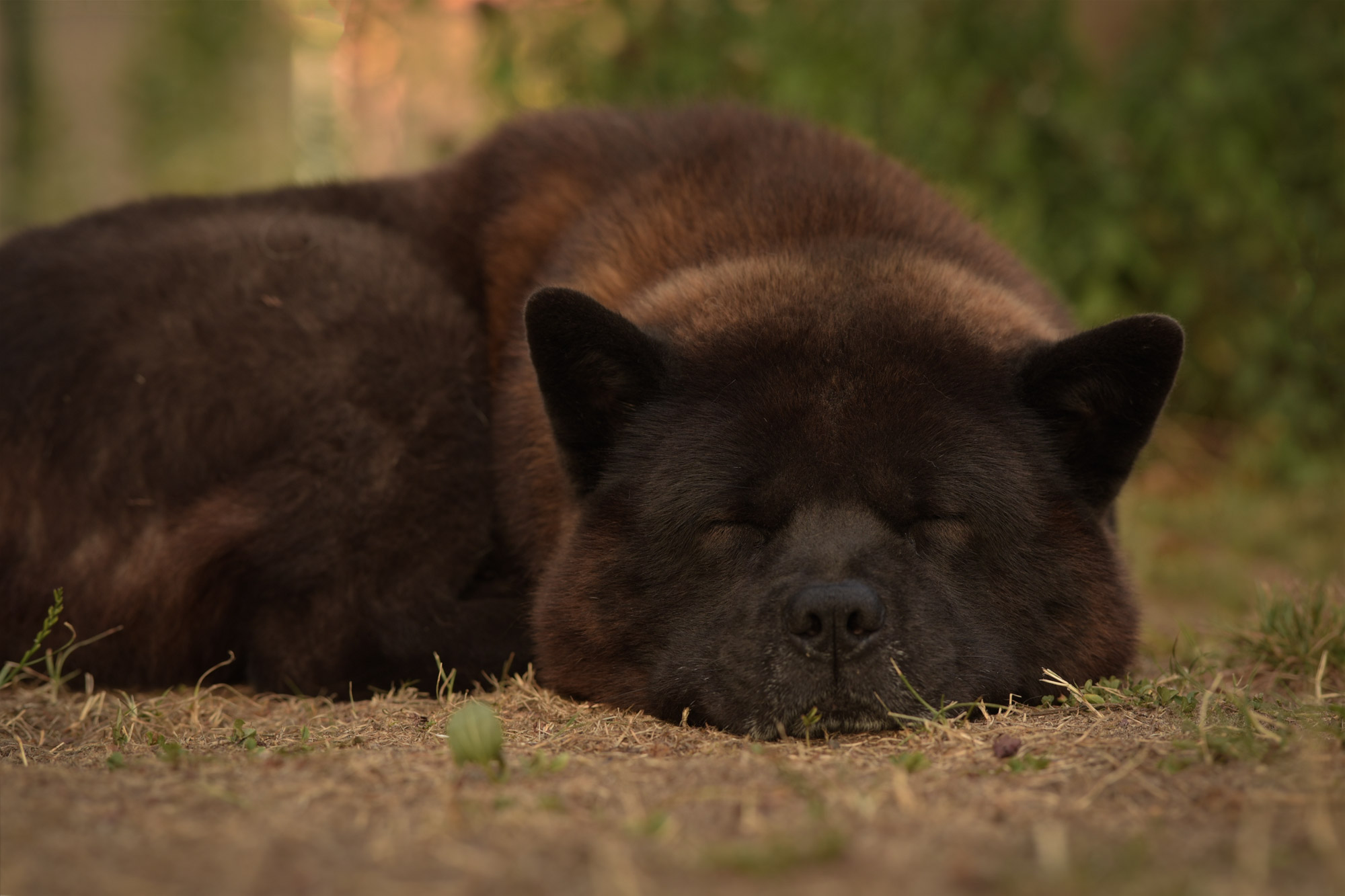Chow_Chow_Rueckblick_DSC_6203