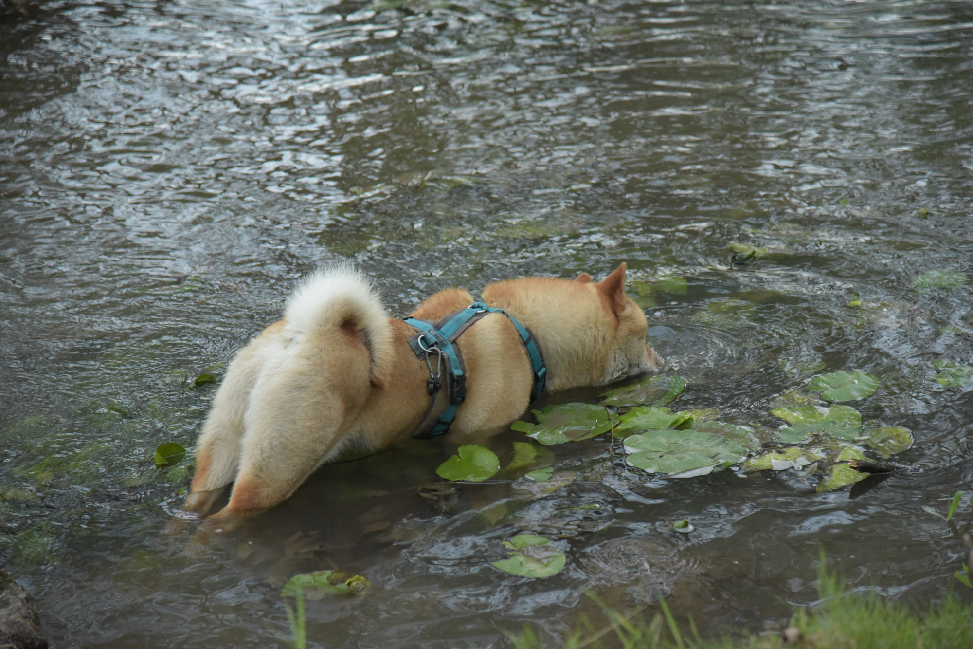 Chow_Chow_Rueckblick_DSC_6559