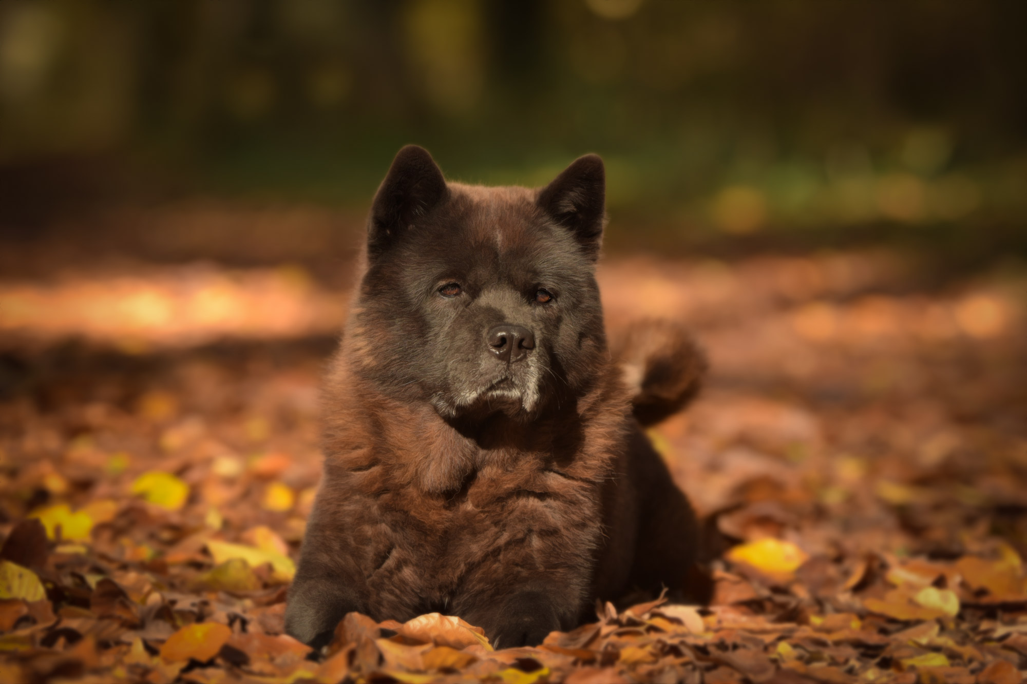 Chow_Chow_Rueckblick_DSC_6741