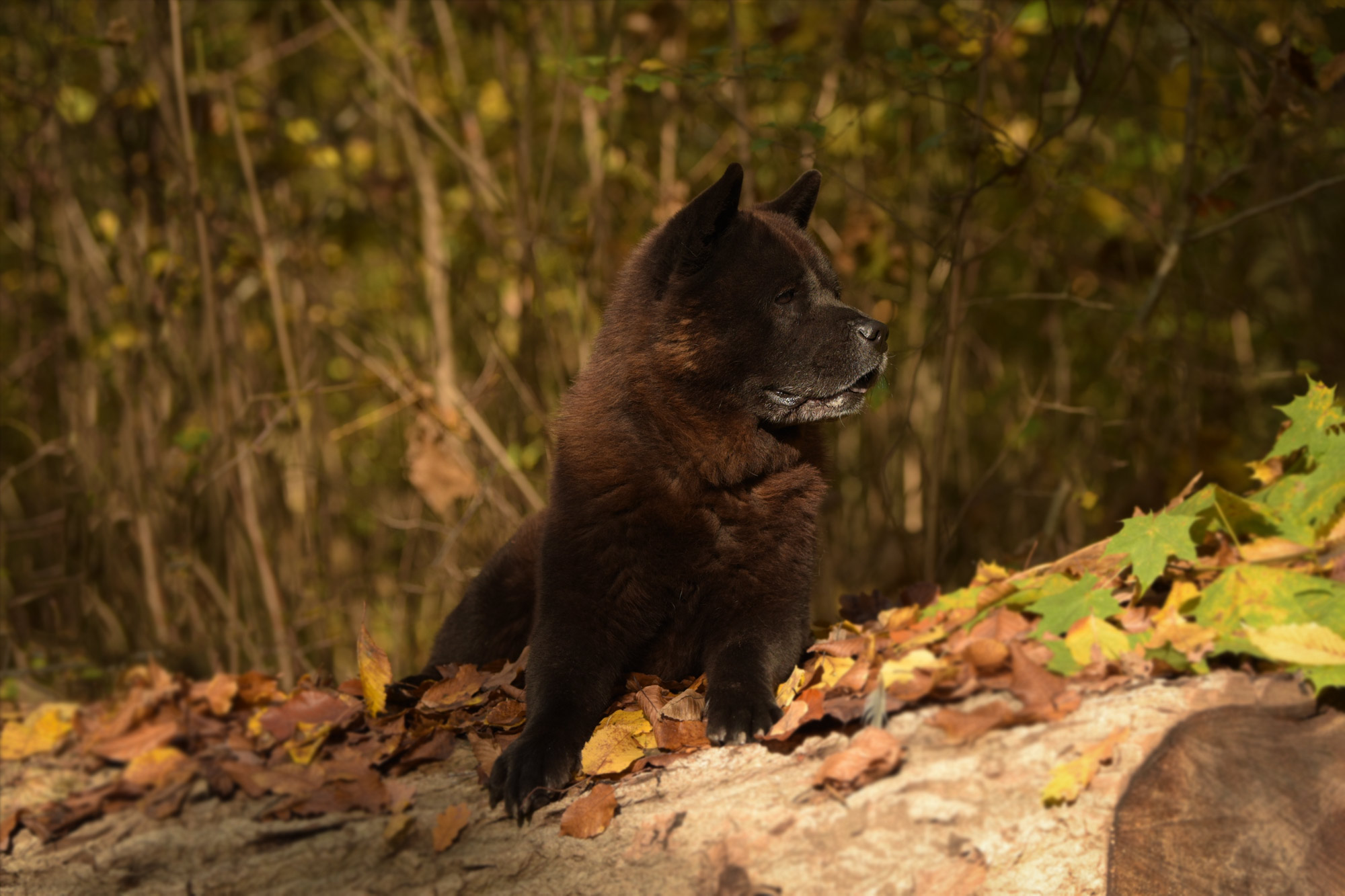 Chow_Chow_Rueckblick_DSC_6767