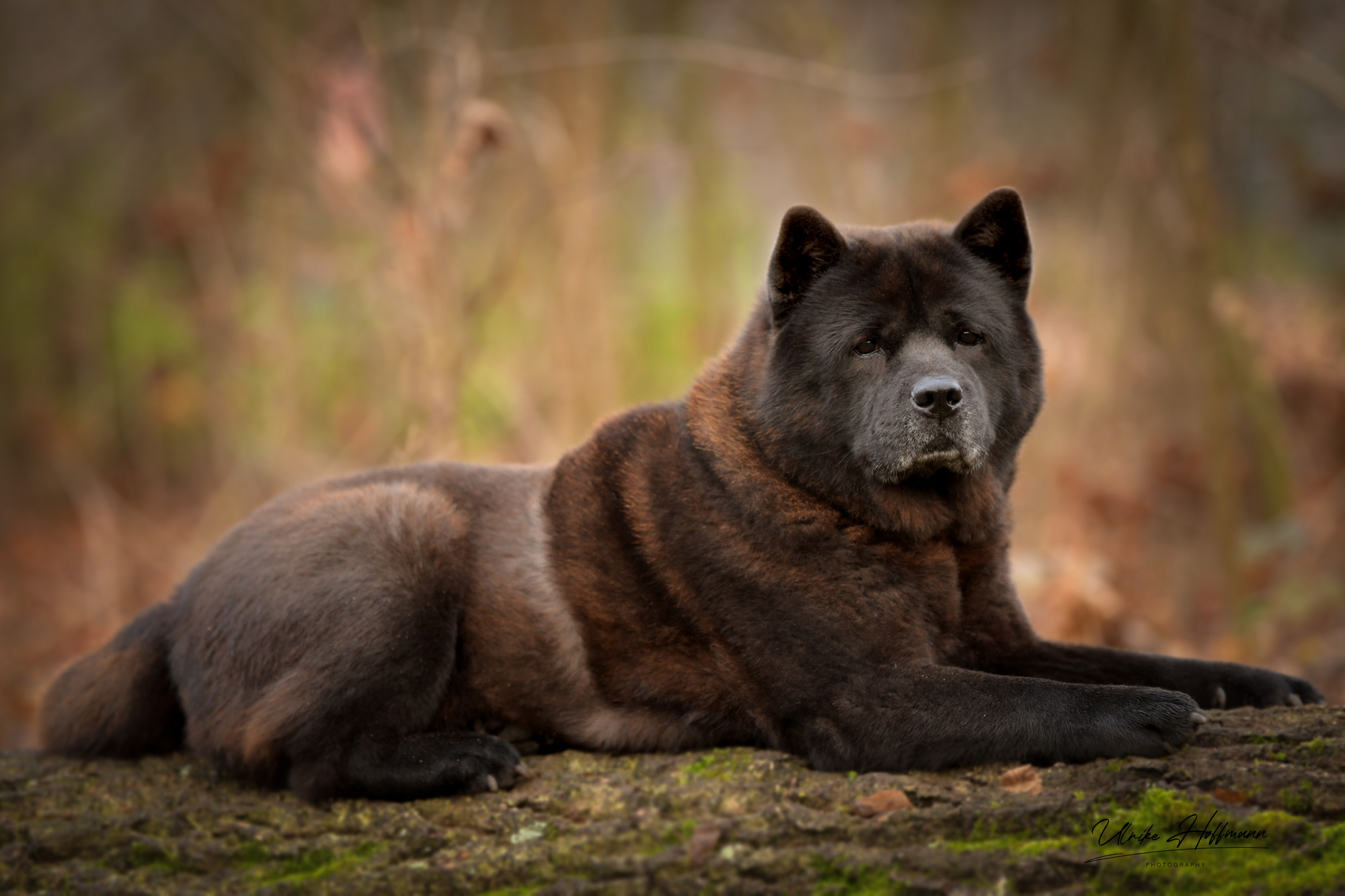 Chow_Chow_Rueckblick_Motsi1
