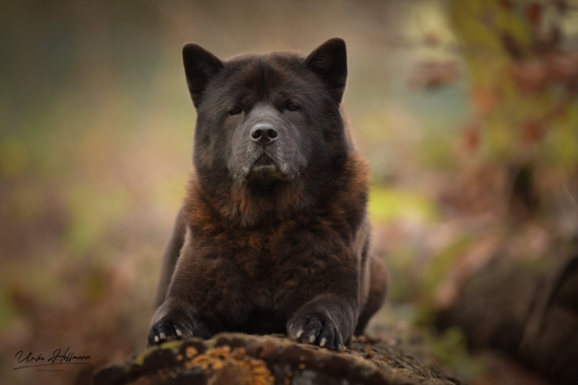 Chow_Chow_Rueckblick_Motsi_DSC_0246