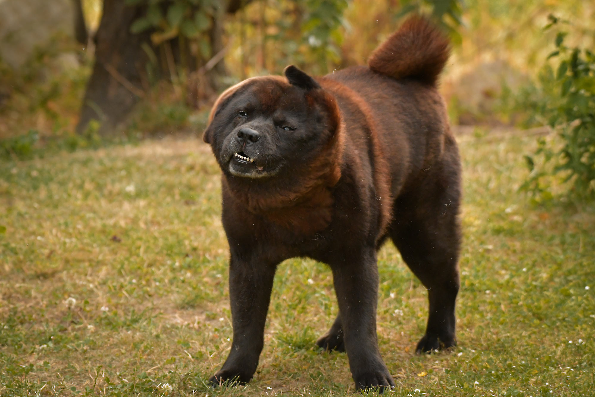 Chow_Chow_Rueckblick__DSC2800